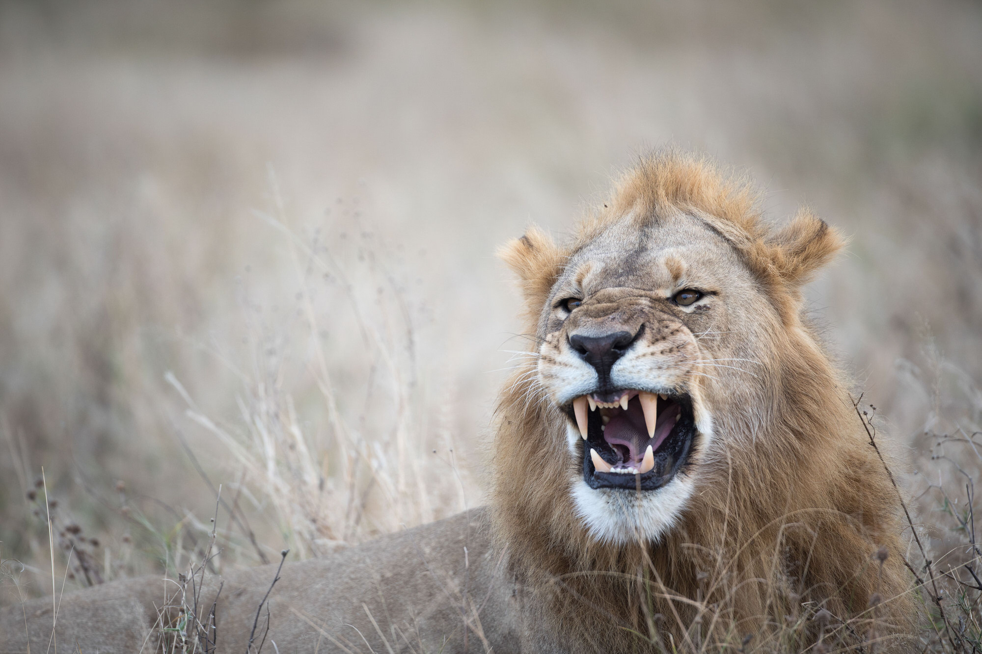 South Africa safari destination