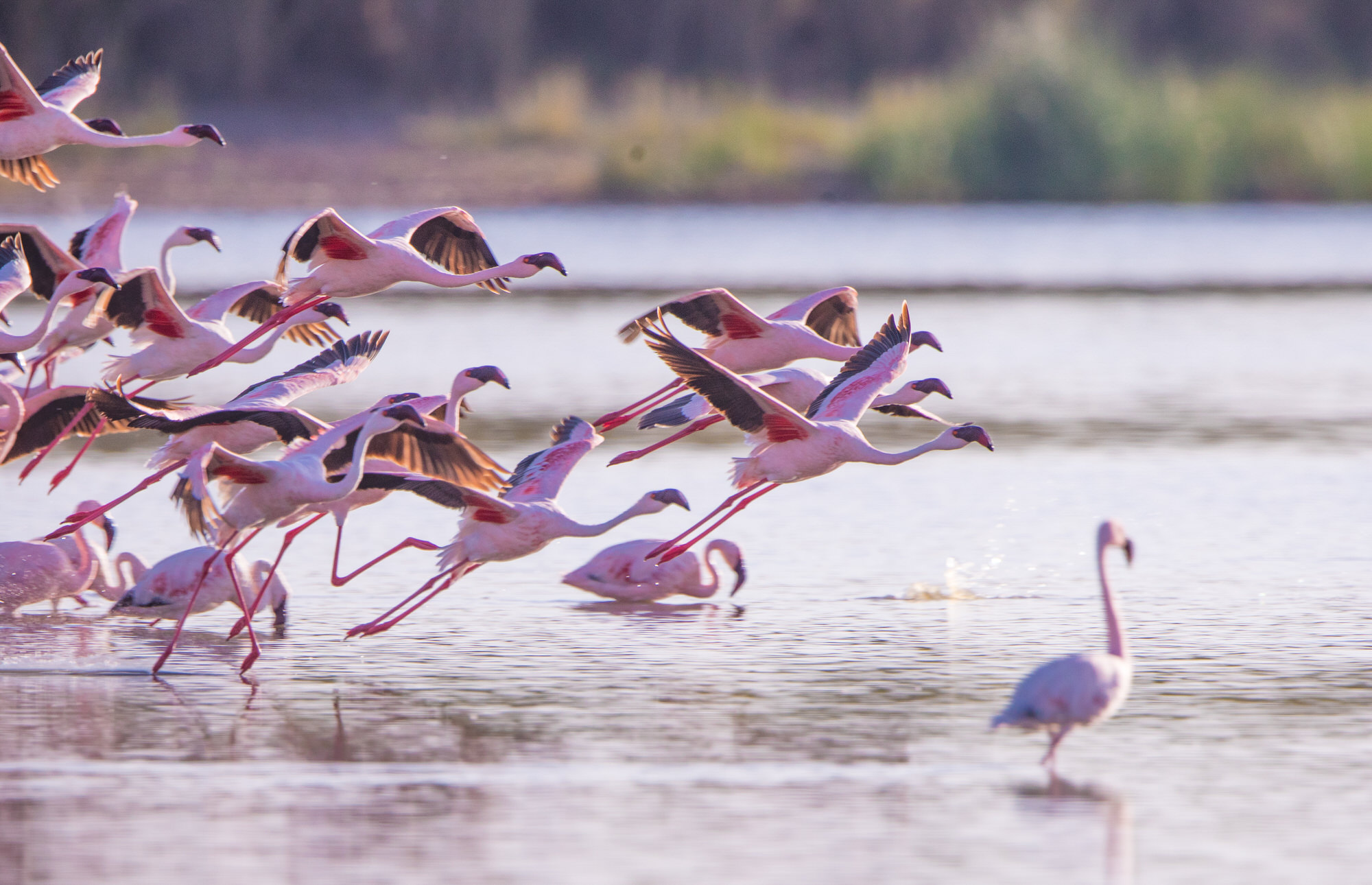 The Great Migration Experience