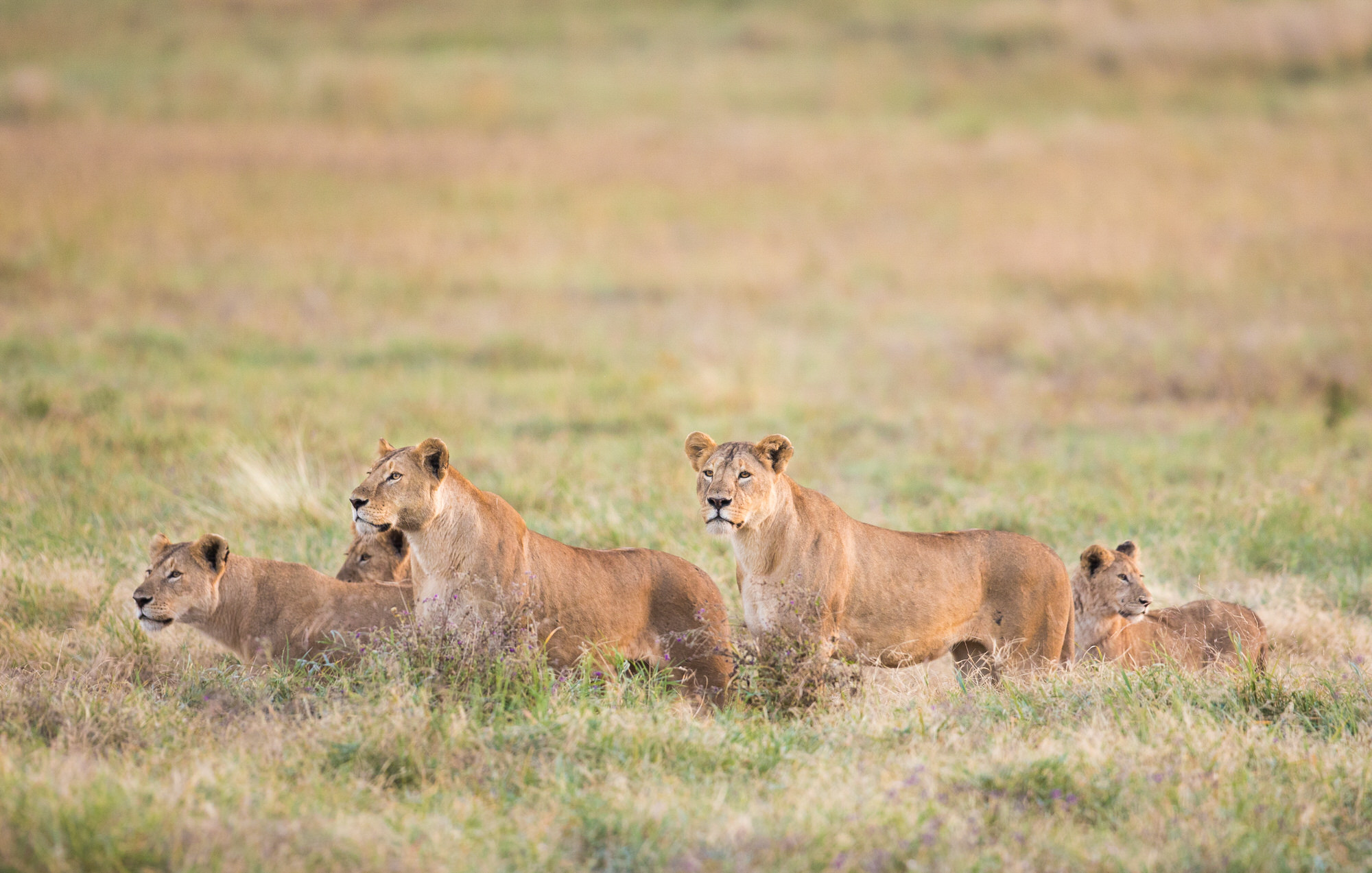 Tanzania safari destination