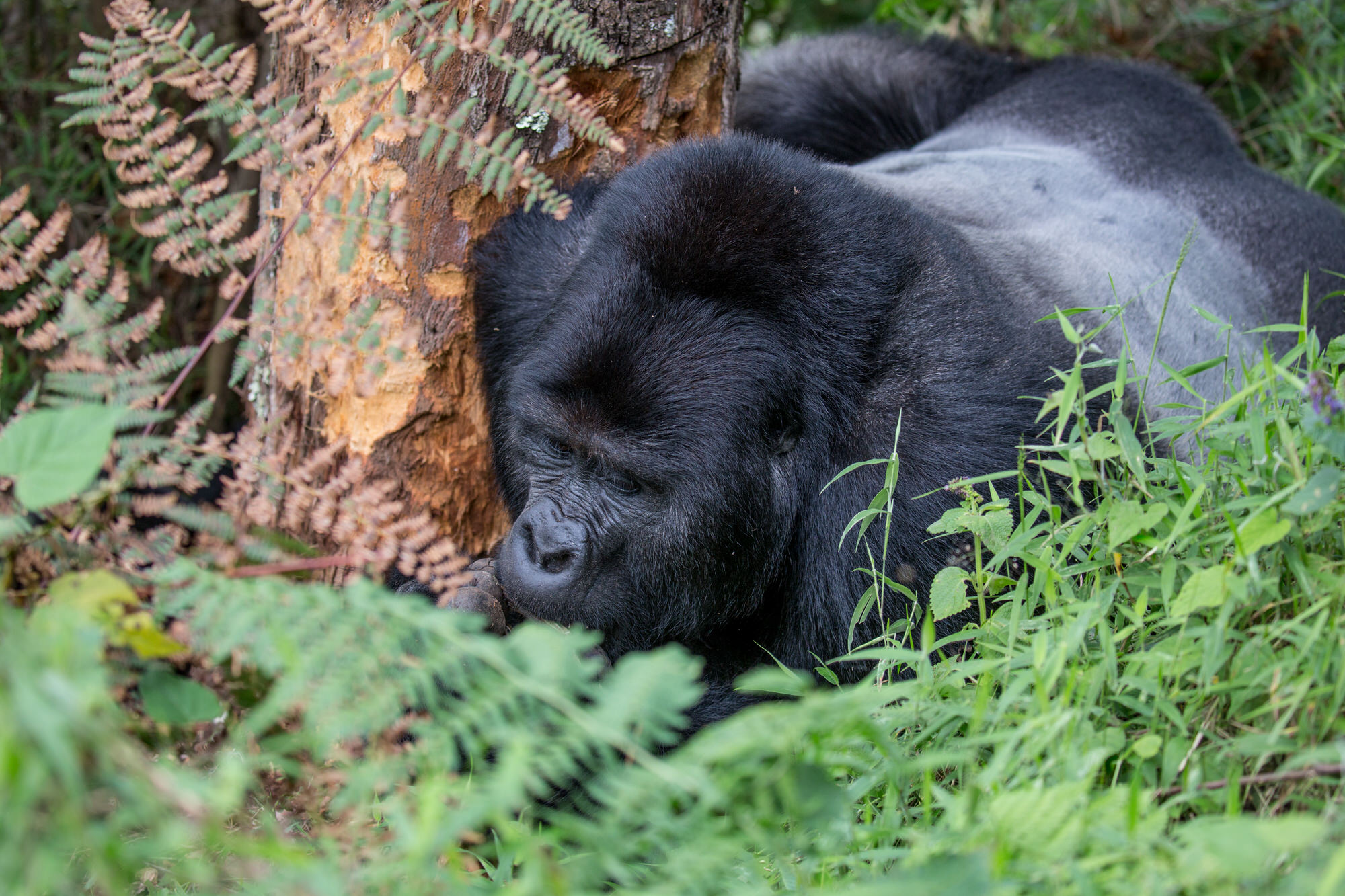 Uganda safari destination
